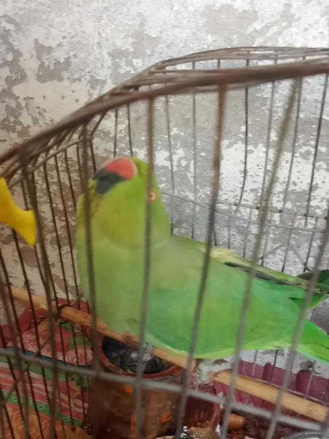 parrot