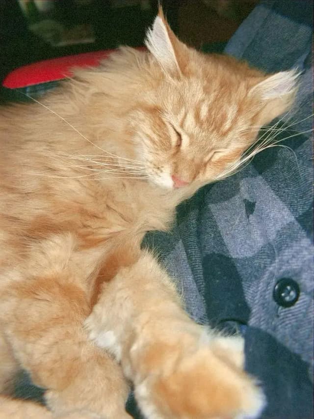 Healthy Persian female cat for sale