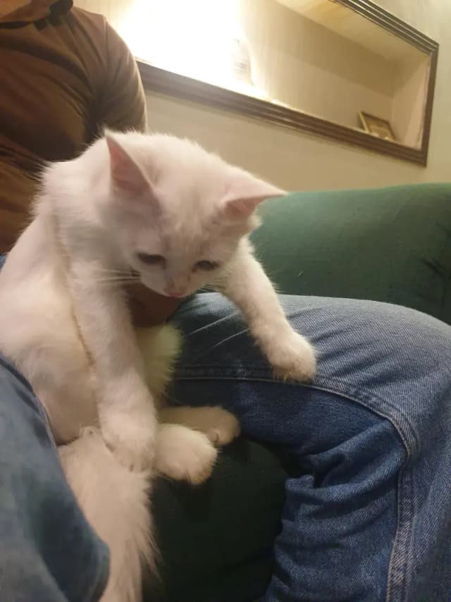 cats pair for sale