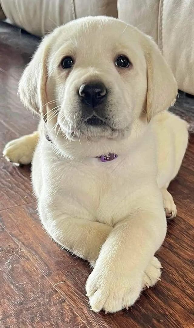 British Labrador . German Shepherd & Husky long coat available .