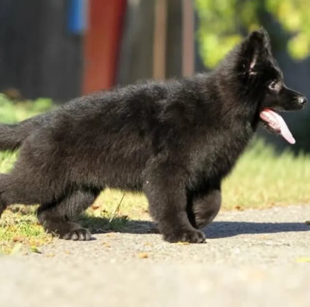 Black Shepherd Dog | Long Coat Black Shepherd Puppy | GSD Pupps