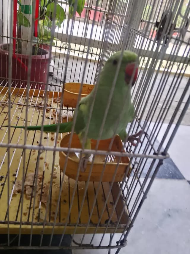 Green parrot
