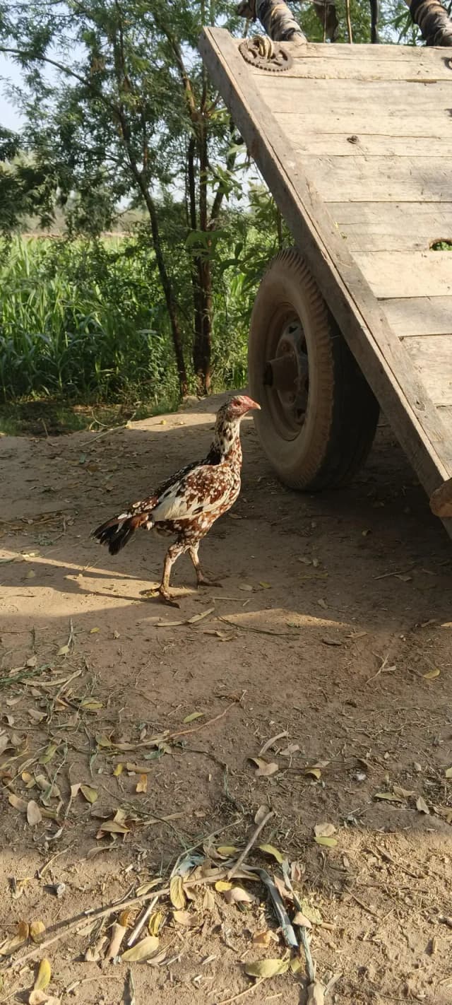 شوقین حضرات کے لیے خوبصورت اصیل مرغی