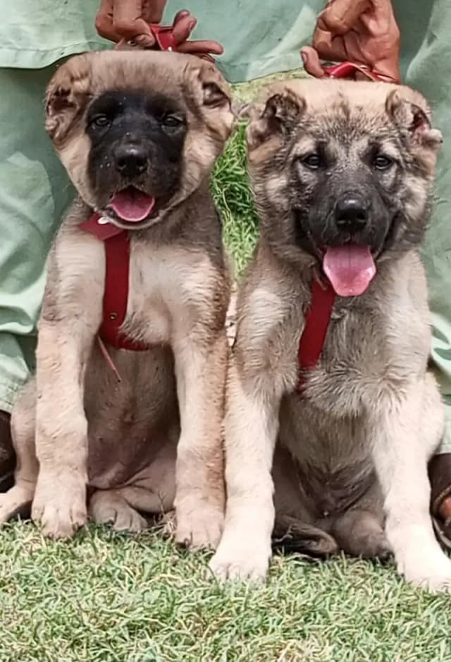 king Kurdish kangal puppies security Dog available