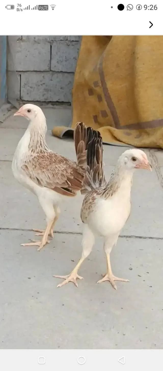 ​​Dandarawi hen / Dandarawi Chicken / ​Dandarawi pathi , patha / egg