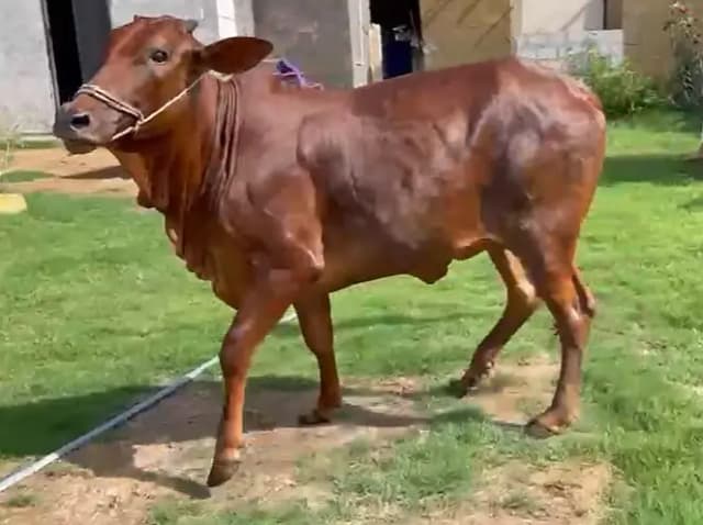 Bachiya / Desi Bull Available for Sale