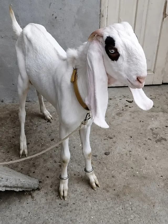 Gulabi Rajanpuri bakra