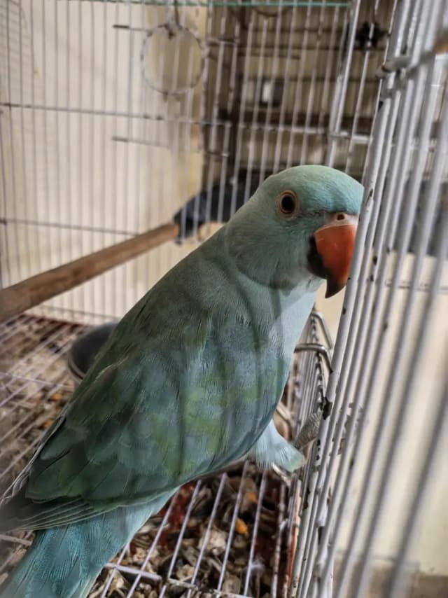 blue terqiuise ring neck