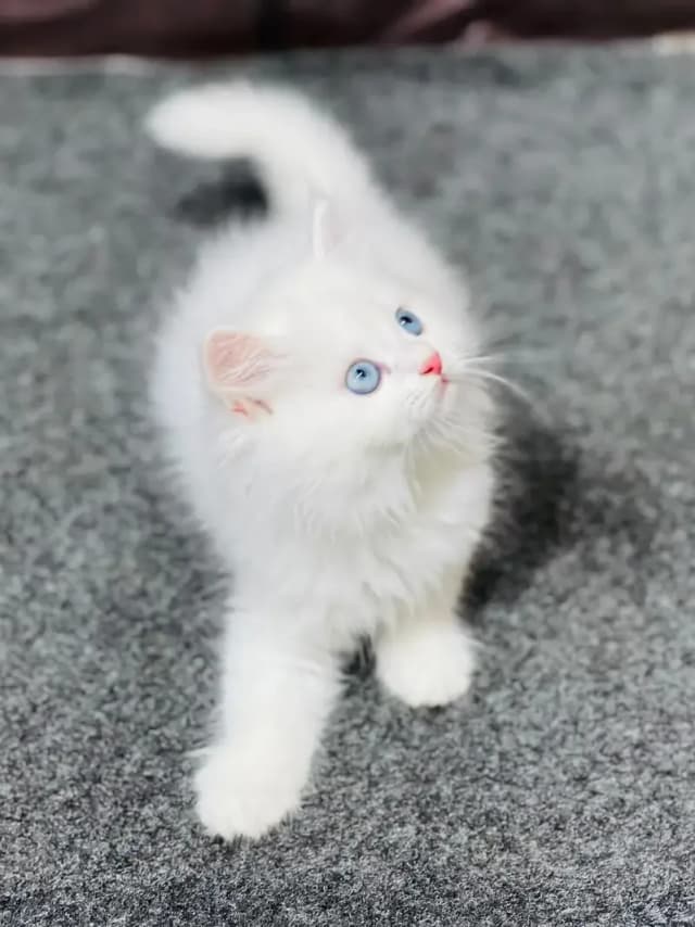 Cash on delivery persian cats & Kittens Available- Healthy & Playfull