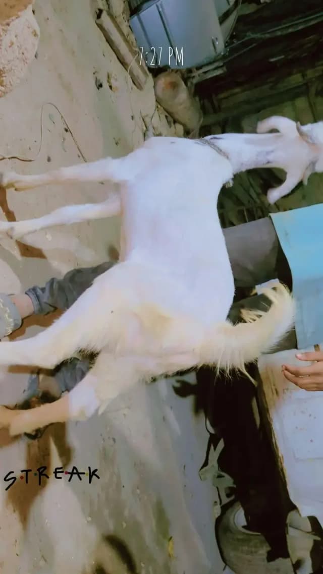 Mel hai dono 5 mahine ke qurbani 2027 ke liye