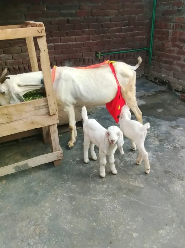 urgent sale 1 goat Healthy active Goats in lakhodair Lahore