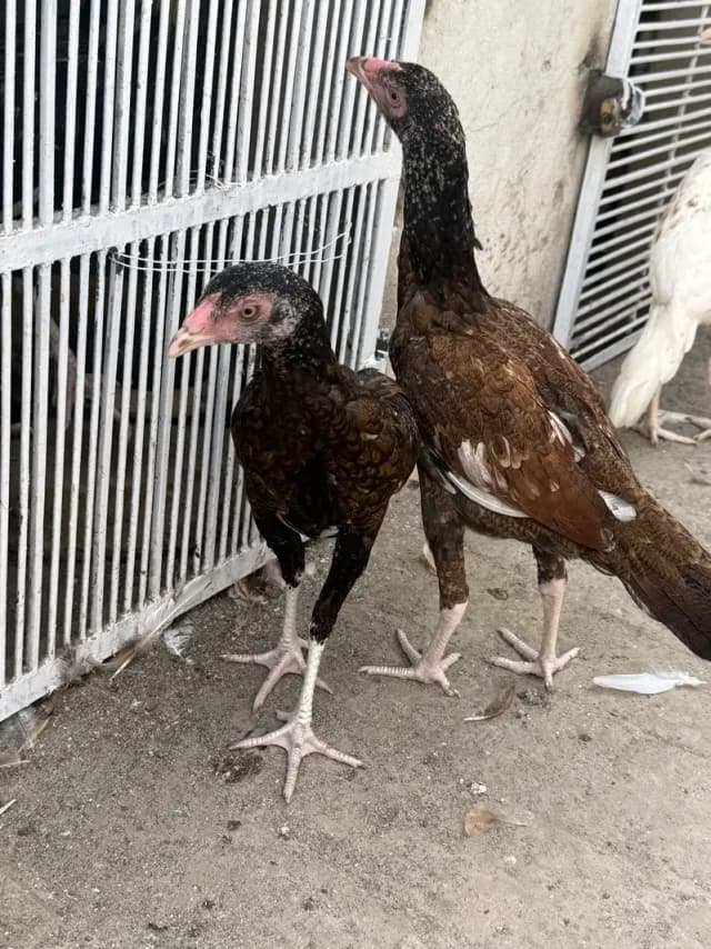 Pathiya for sale.  Active and healthy.   White nok nalii ma
