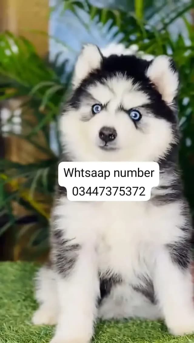Siberian husky fore sale