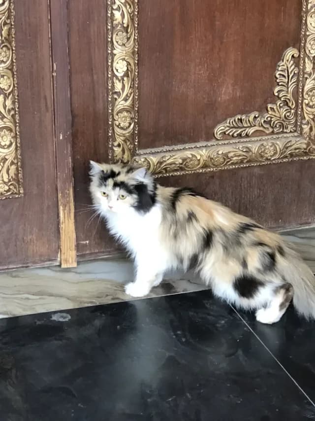 Persian cat  with beautifull hairs