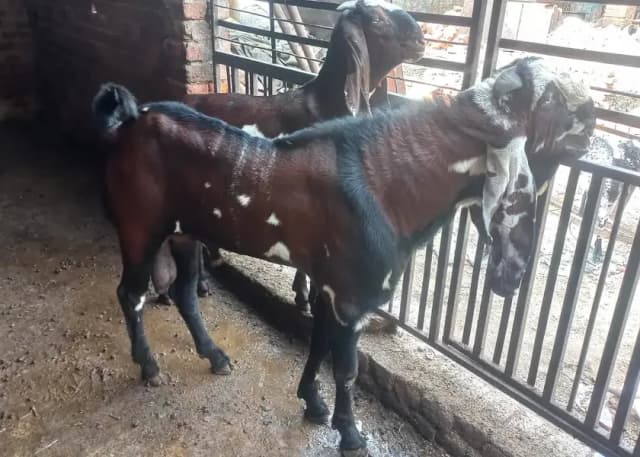 Pure Quality Black & Nagra Beetal Breeder Goats | female bakri _mailky