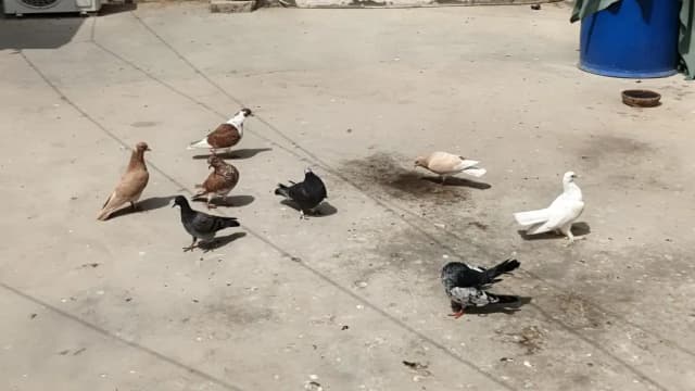 pigeons with pinjra