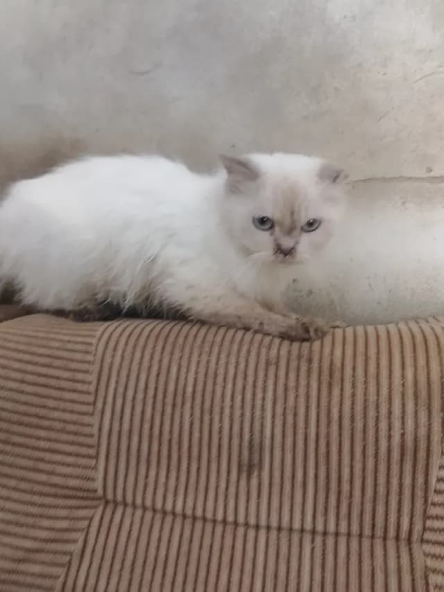 Siberian cat