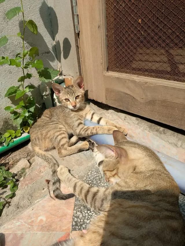 Tamed cat