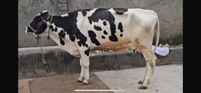 HF mix  Cow with 1 year female