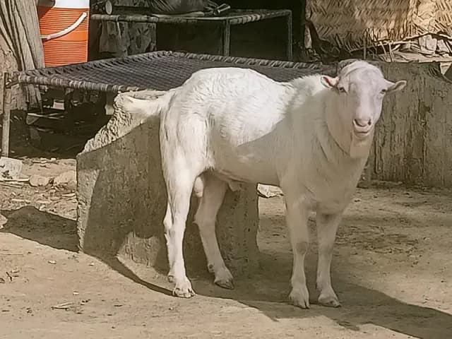 Teddy Breeder Gulabi Kamori Bakra | Premium Quality