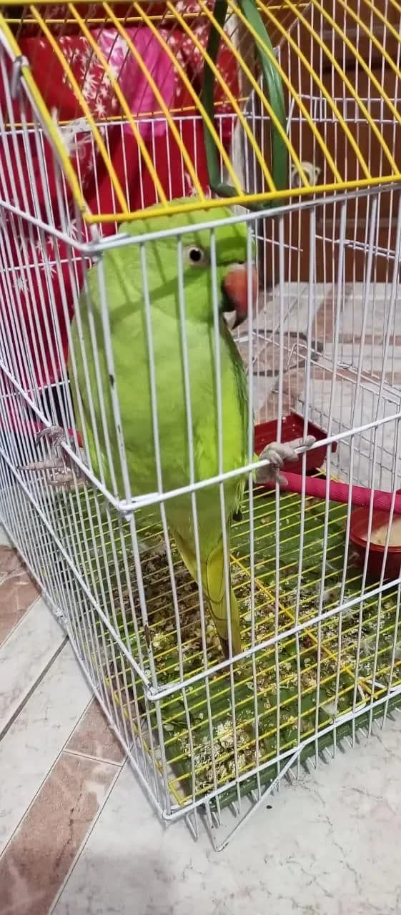 Talking green parrot