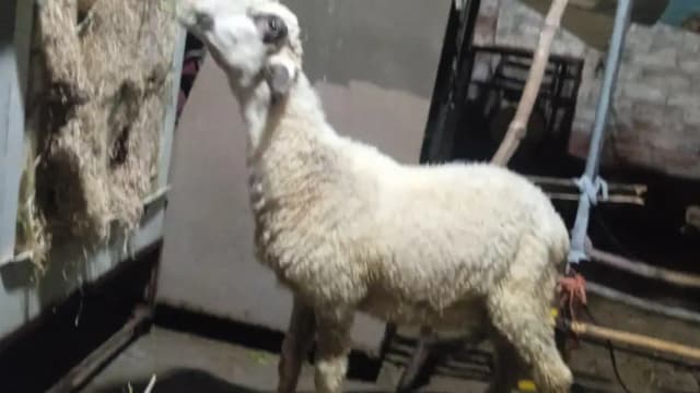 sheep