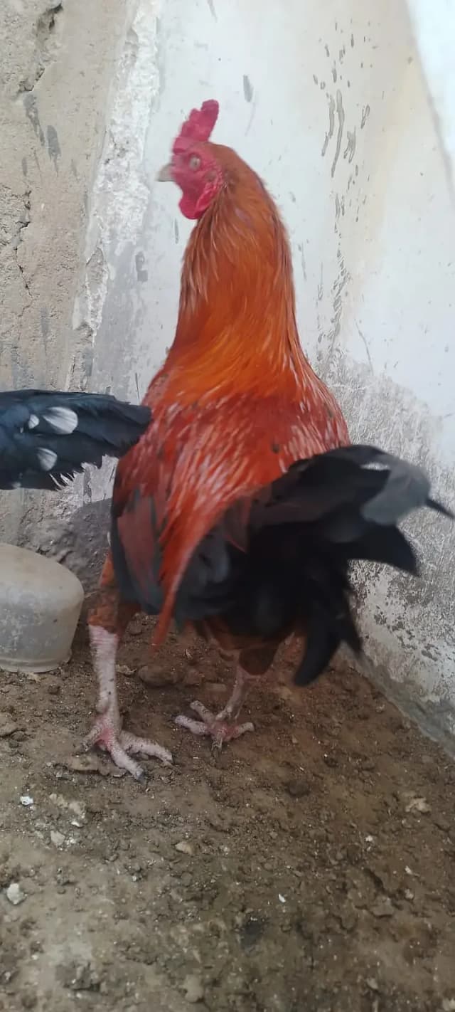 Murga Murgi Pair For sale
