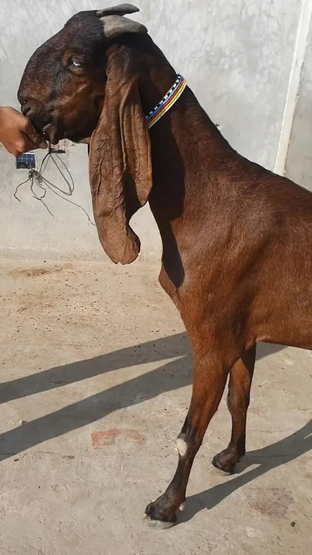 Amritsari Beetal nagra Goat