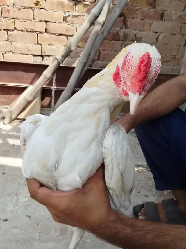 Two Hen one roaster