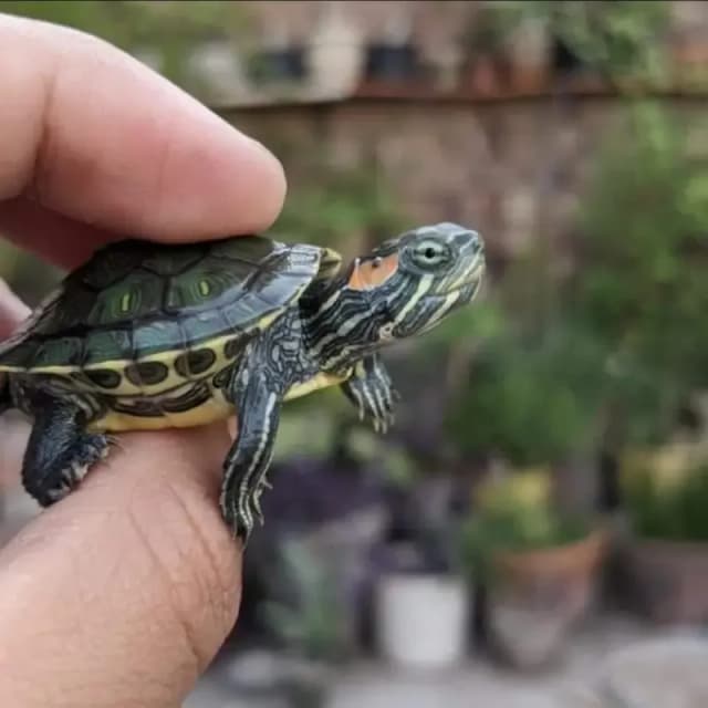 whatsapp for Imported Tortoise and Turrtless.
