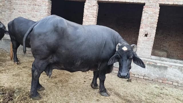 دو بھینس ایک کٹی اور ایک چھوٹی کٹی اور ایک چھوٹا کٹا فار سیل