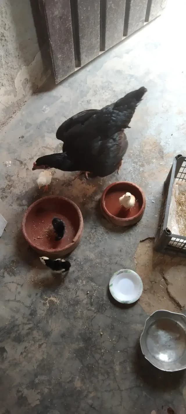 aseel Mashki madi aur bachy
