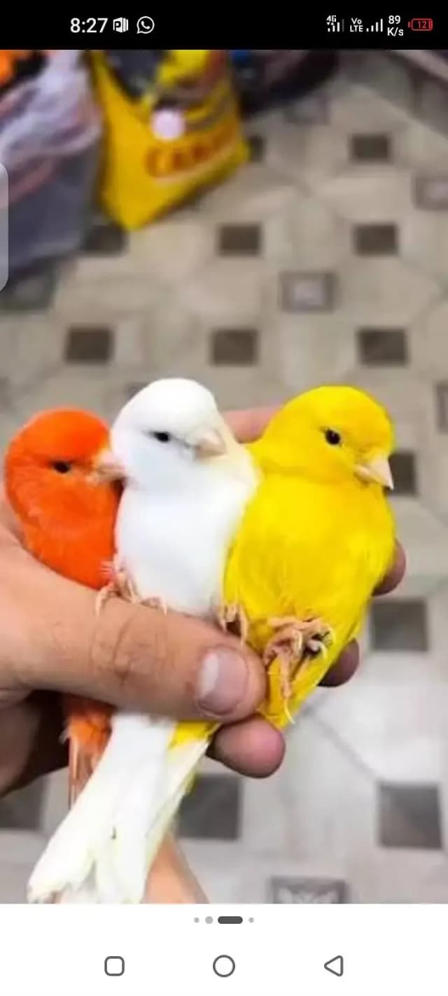 beautiful canary