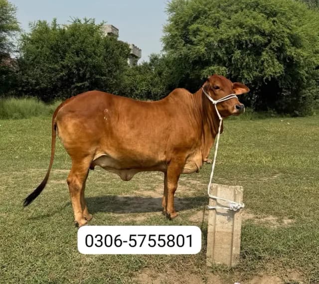 ساہیوال گائے برائے فروخت (Sahiwal cow for sale)