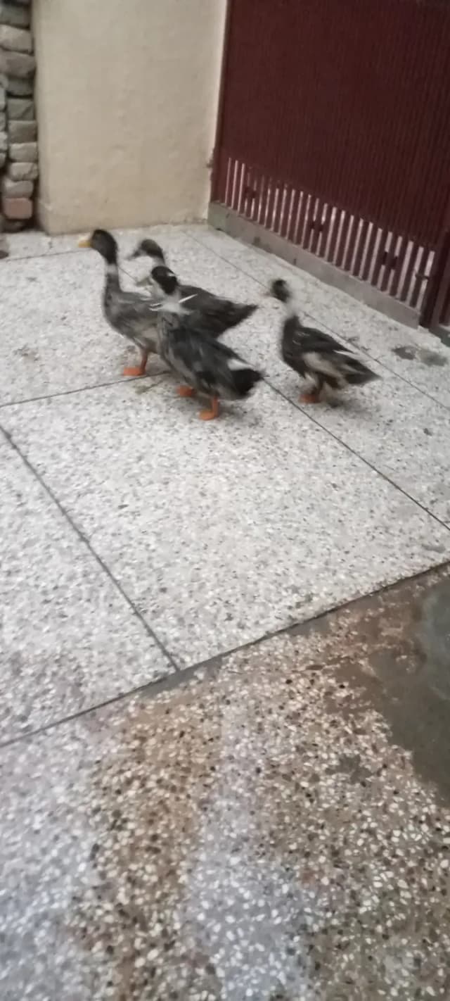 Egg laying ducks