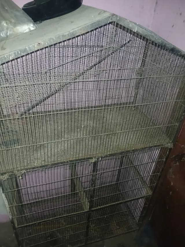 Birds Cage
