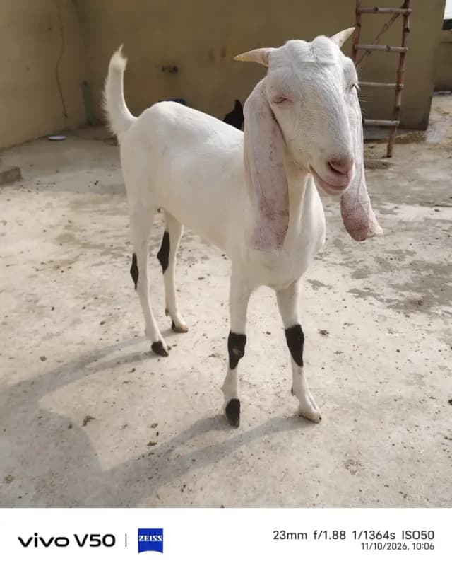 Rajan Puri Gulabi