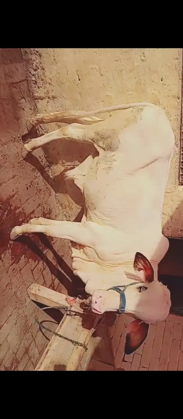 Bachra | Gulabi bachrey | bulls | wacha | cow | qurbani  2027