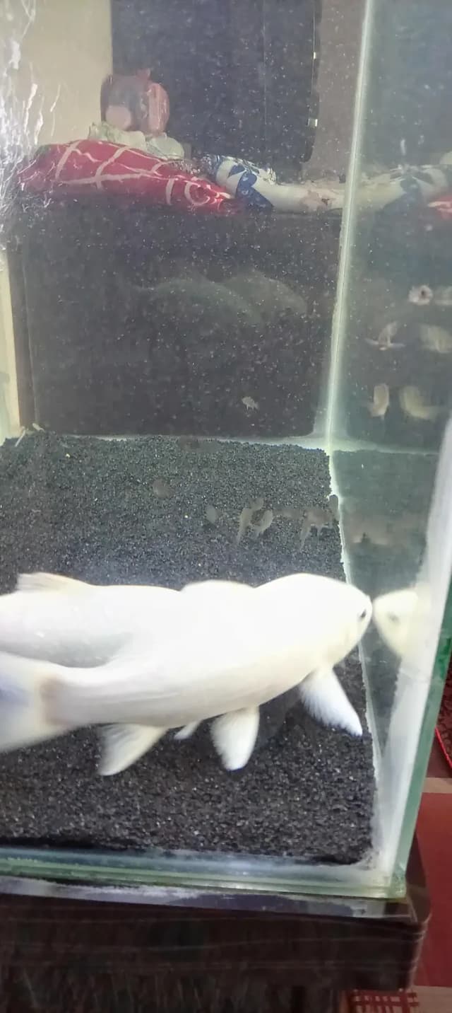 Fish and Aquarium with Trolly and filter