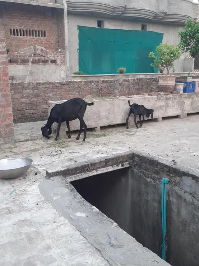 moo se 6 fresh 6 dant sath 3 month ki path
