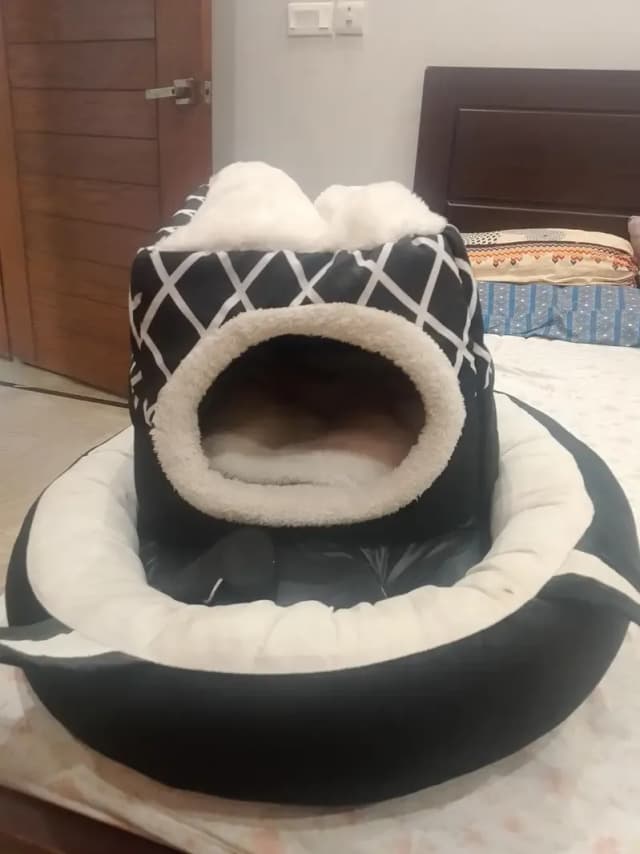 cat bed