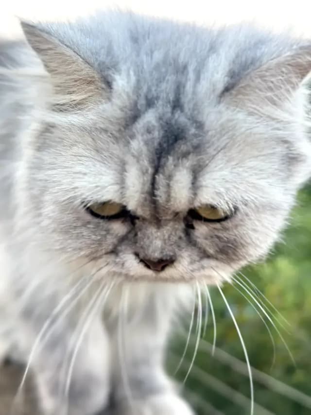 Pure sibarian sami punch face cat