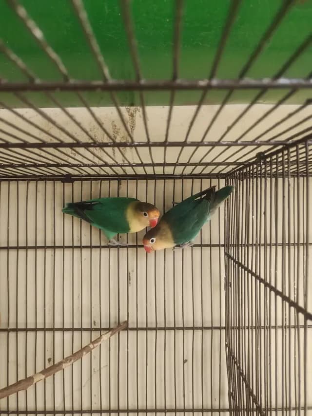 Lovebird breeders, Australian,Cage For Sale Read Full Ad 03175389355