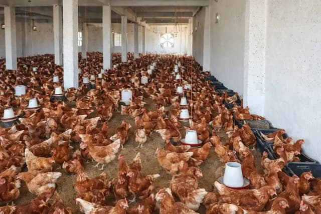 Lohman | Lohman brown | lohman eggs laying hens | 360 eggs in 1 year