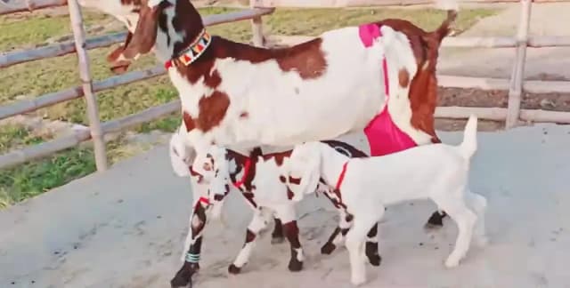 Desi Bakri Our 3 Bacchon Ka Sath | 03066550324