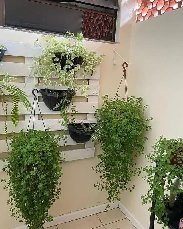 Al-Haider Nursery Indoor plansts Garden Decoration gardening metrail