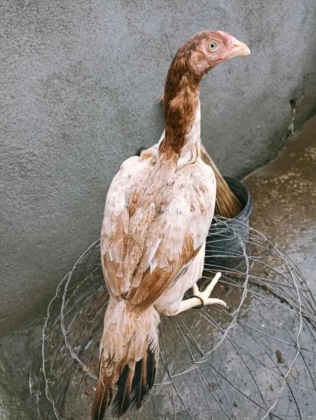 Aseel lakhi pathi or sale.