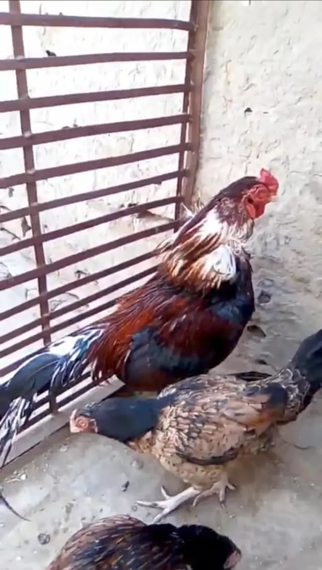 pure amroha pair