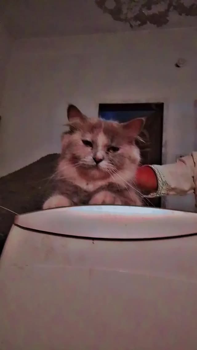 Triple Coud Available All Cats