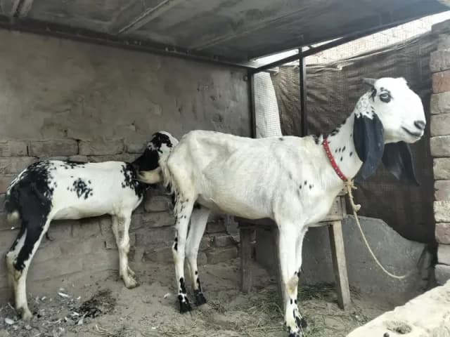 Bakri or Sath ik path for sale